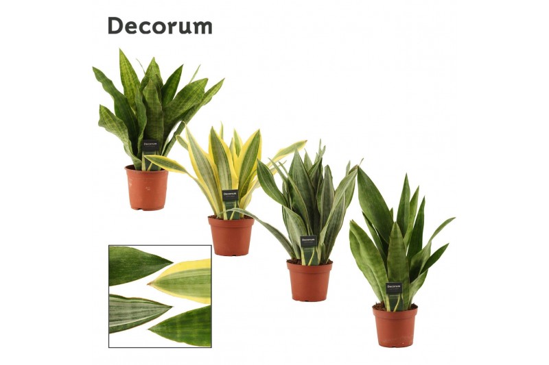 Sansevieria trifasciata Sansevieria Aubrytiana mix 14 cm (Decorum) 