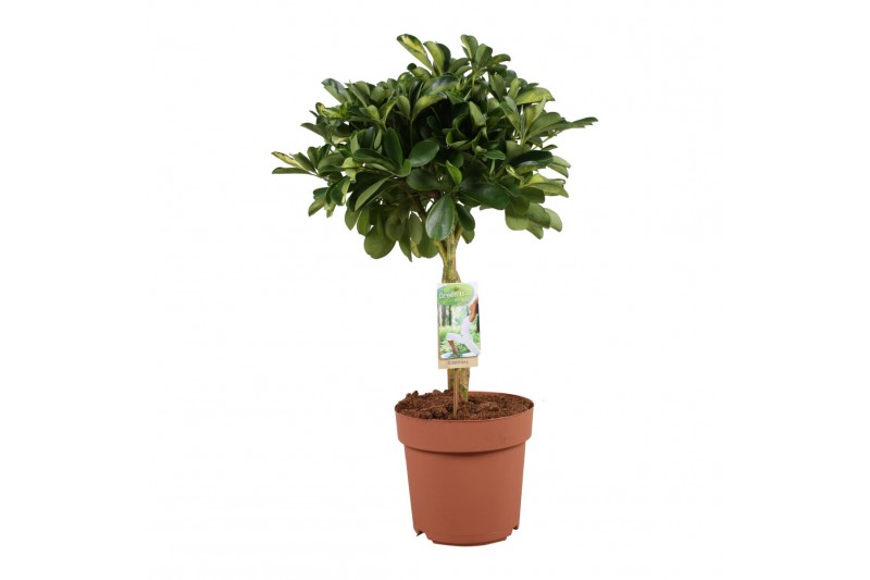 Schefflera arboricola gold capella Schefflera Gold Capella - gevlochte 