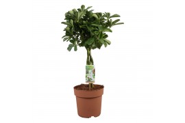 Schefflera arboricola nora Schefflera Nora - gevlochten stam4 pp