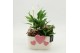 Arrangementen kalanchoe RMCR-2618RZ Romantic Essentials 3 pp 