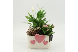 Arrangementen kalanchoe RMCR-2618RZ Romantic Essentials 3 pp