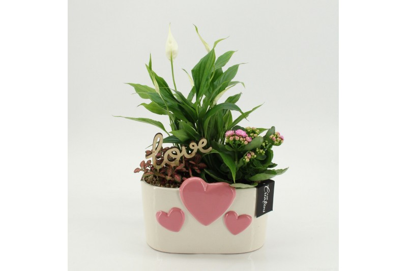Arrangementen kalanchoe RMCR-2618RZ Romantic Essentials 3 pp 