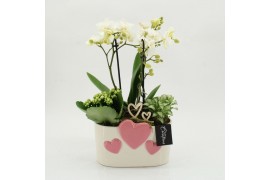 Phalaenopsis PHALRM-2604W Romantic Phalaenopsis 3 pp