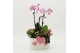 Phalaenopsis PHALRM-2604RZ Romantic Phalaenopsis 3 pp 
