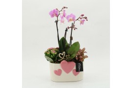 Phalaenopsis PHALRM-2604RZ Romantic Phalaenopsis 3 pp