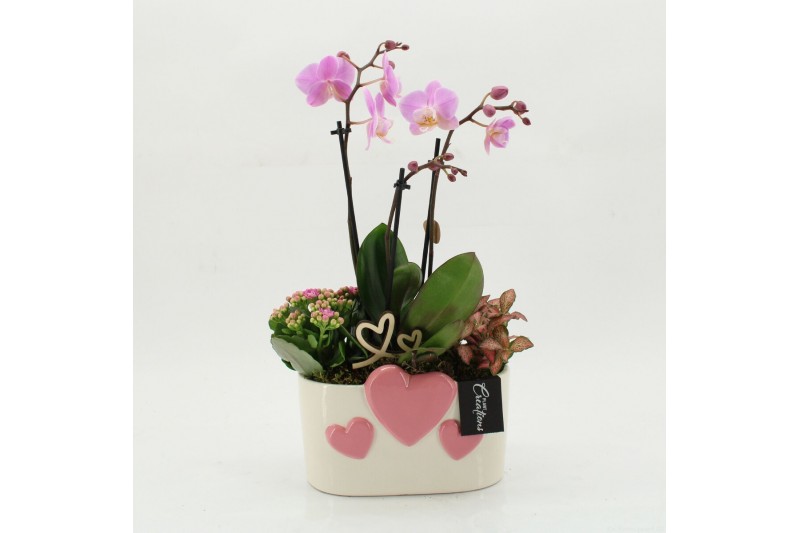 Phalaenopsis PHALRM-2604RZ Romantic Phalaenopsis 3 pp 
