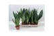Sansevieria trifasciata Sansevieria Dark Diamond 