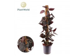 Syngonium Syngonium erythrophyllum Red Arrow Mosstok 100 cm 2 pp