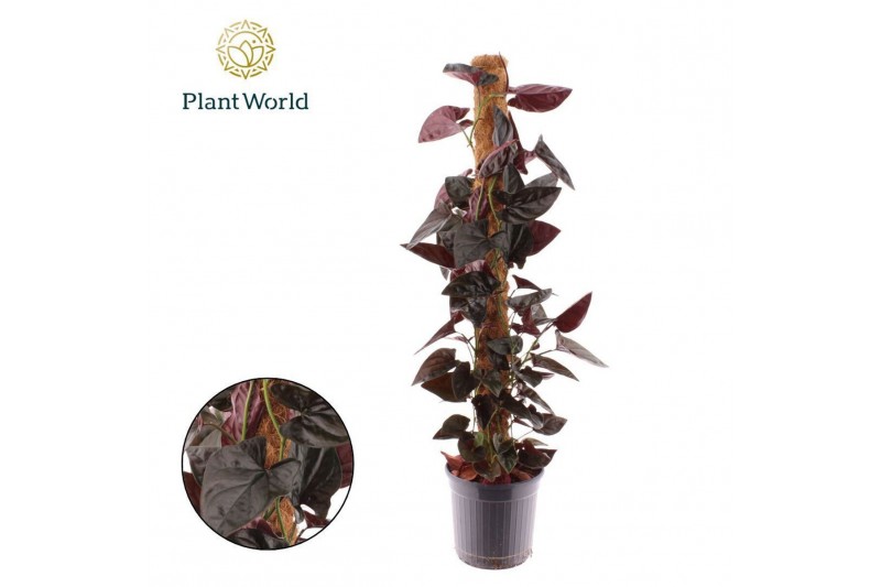 Syngonium Syngonium erythrophyllum Red Arrow Mosstok 100 cm 2 pp 