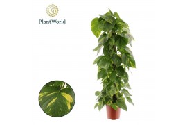 Epipremnum pinnatum hang Epipremnum pinnatum Aureum Mosstok 100 cm ove