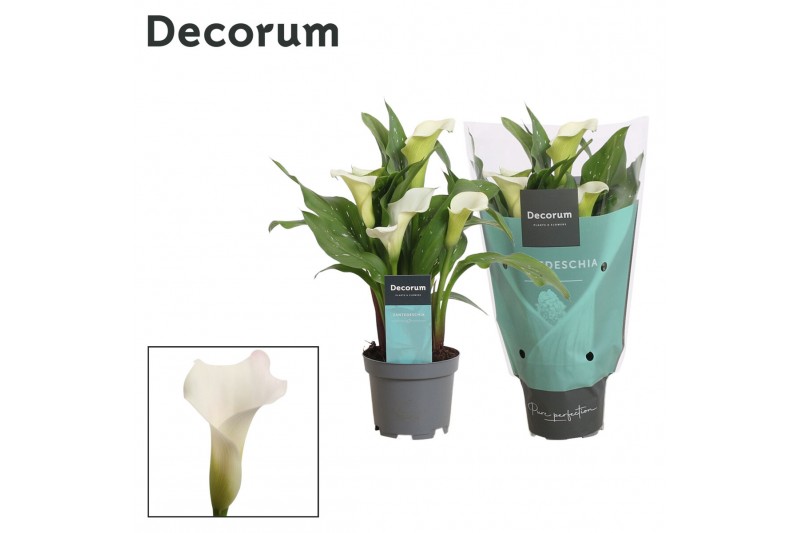 Zantedeschia crystal blush Zantedeschia (Calla) Wit (Decorum)bl. 
