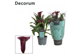 Zantedeschia paco Zantedeschia (Calla) Paars (Decorum)2 bl.