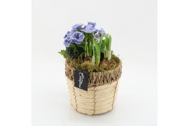 Arrangementen bol/knolgewas PMCR-2631 Primula creations 2 pp