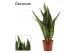 Sansevieria Jamaiquina Regular 17cm Decorum 