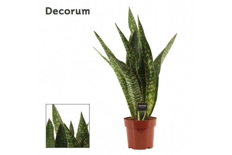 Sansevieria Jamaiquina Regular 17cm Decorum 
