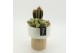 Arrangementen cactus CTCR-2611 Cactus Essentials 2 pp 