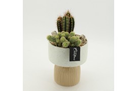 Arrangementen cactus CTCR-2611 Cactus Essentials 2 pp