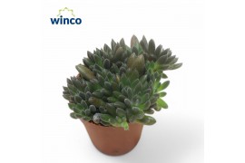 Sinocrassula yunnanensis