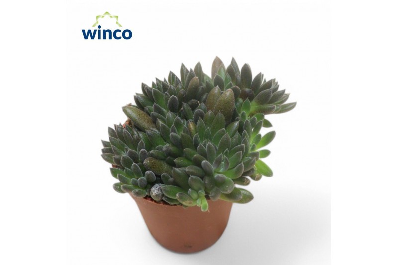 Sinocrassula yunnanensis 