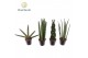 Sansevieria cylindrica Sansevieria mix P8.5 