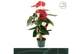 Anthurium andr. oregon Anthurium Oregon 17cm5 bl.