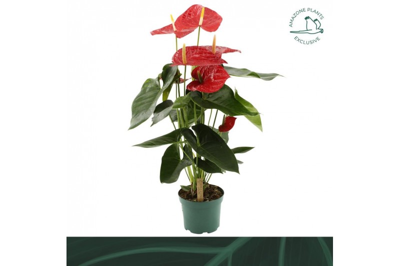 Anthurium andr. oregon Anthurium Oregon 17cm5 bl. 