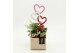 Arrangementen kalanchoe RMCR-2624R Romantic Essentials 2 pp 