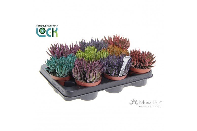 Haworthia Haworthia Zebrina Make Upz mix 