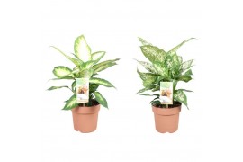 Dieffenbachia mix Dieffenbachia mix 2 soorten1 pp