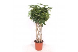 Schefflera arboricola gold capella Schefflera Gold Capella10 pp