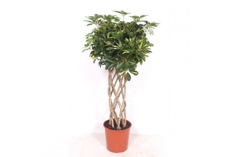 Schefflera arboricola gold capella Schefflera Gold Capella10 pp 