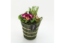 Arrangementen bol/knolgewas PMCR-2633 Primula creations 2 pp