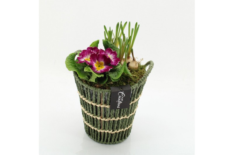 Arrangementen bol/knolgewas PMCR-2633 Primula creations 2 pp 