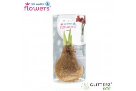 Hippeastrum gewaxt No Water Flowers Waxz Glitterz® Champagne in koker2