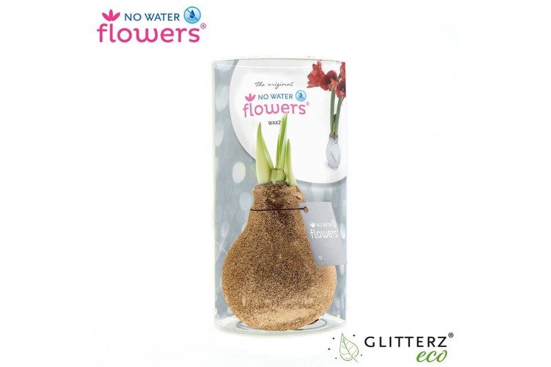 Hippeastrum gewaxt No Water Flowers Waxz Glitterz® Champagne in koker2 