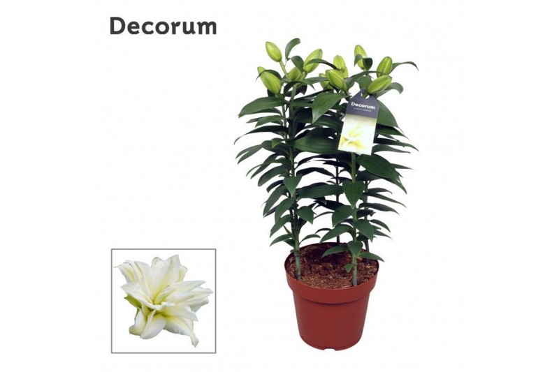 Lilium roselily zeta Lillium Or. Roselily Zeta - 5pp5 tak/plnt 10 bl. 