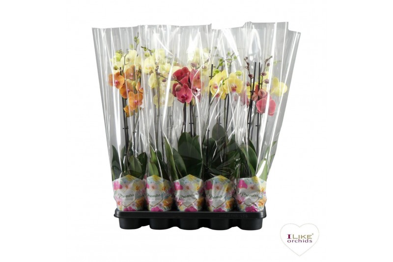 Phalaenopsis mix Phalaenopsis geel/oranje promiss mix - 2 tak 60cm 12  
