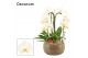 Phalaenopsis wit Bianca cascade 3 tak symphony white (Deco-collection) 