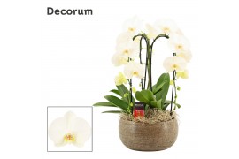 Phalaenopsis wit Bianca cascade 3 tak symphony white (Deco-collection)