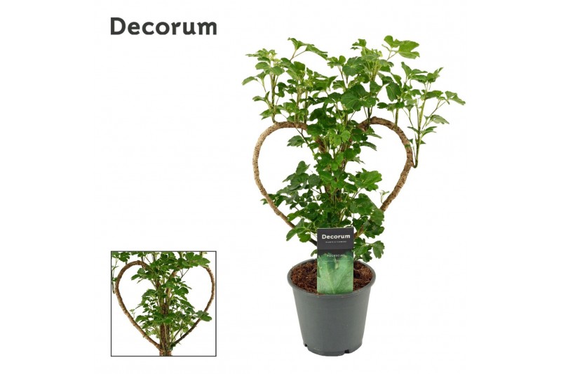 Polyscias Polyscias Hart 12 cm (Decorum) 