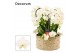 Phalaenopsis wit Belle twirl 9 tak symphony white (Deco-collection) 60 