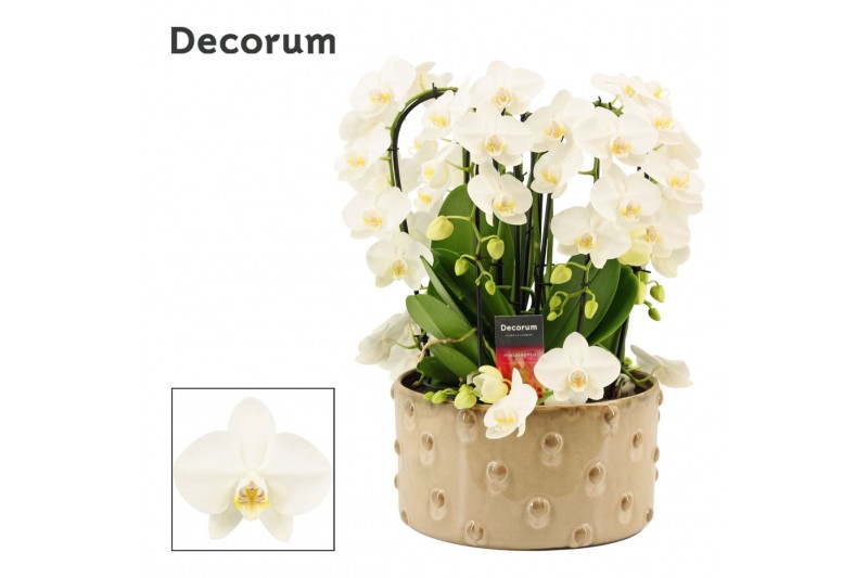 Phalaenopsis wit Belle twirl 9 tak symphony white (Deco-collection) 60 