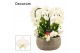 Phalaenopsis wit Bianca twirl 9 tak symphony white (Deco-collection) 6 