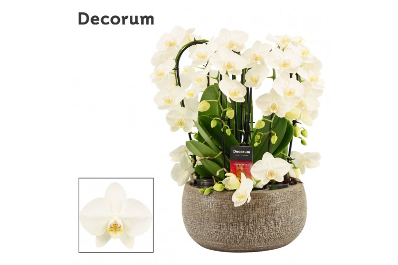 Phalaenopsis wit Bianca twirl 9 tak symphony white (Deco-collection) 6 