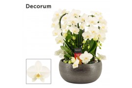 Phalaenopsis wit Nero twirl 9 tak symphony white (Deco-collection) 60 