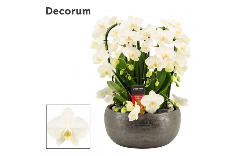Phalaenopsis wit Nero twirl 9 tak symphony white (Deco-collection) 60  