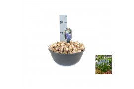Muscari Muscari Emmy pot vol per pot