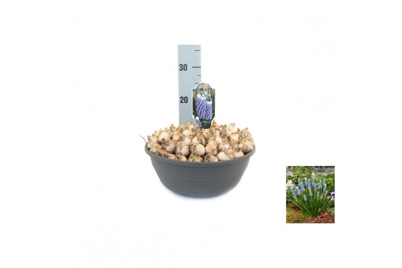 Muscari Muscari Emmy pot vol per pot 