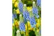 Muscari Muscari Emmy pot vol per pot 