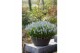 Muscari Muscari Peppermint pot vol per pot 